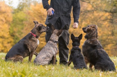 Person Training a Dog