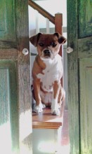 Zoro The Dog