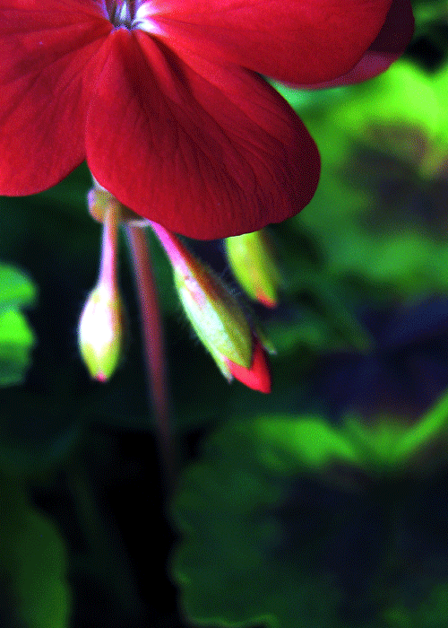 Distinctive Gardens Inc.